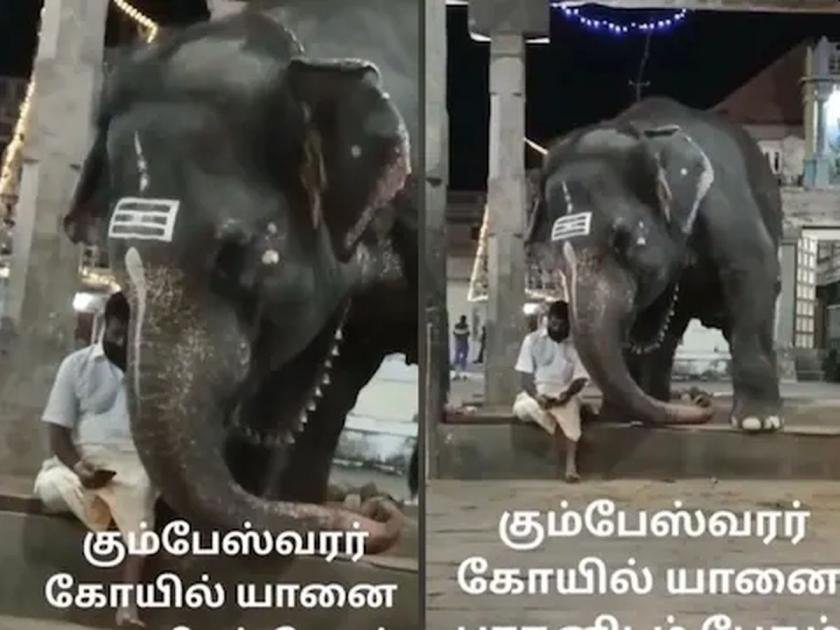 Super Duper Video! Even the elephant watching the mobile phone; See how it looking...Trending | सुपर डुपर Video! हत्तीलाही मोबाईलचं याड लागलंय; माहुताकडे कसा बघतोय पहा...