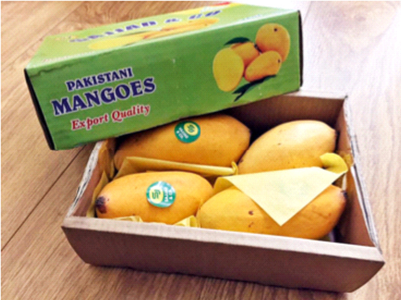 Pakistani mangoes are 'sour' for the world! | पाकिस्तानी आंबे जगासाठी ‘आंबट’च!