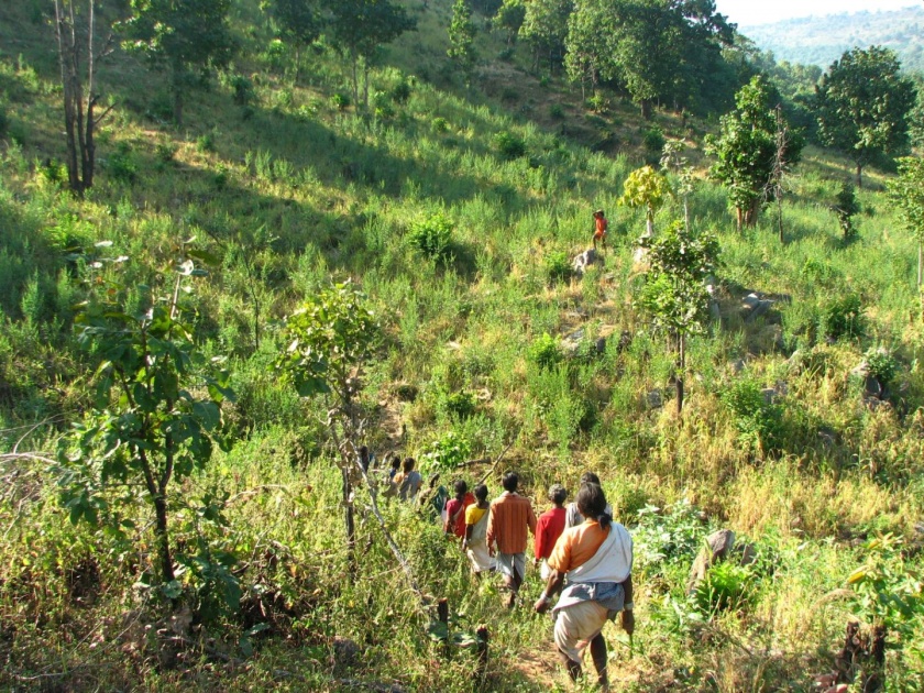 Moving towards economic prosperity of tribals through forest conservation | वनसंवर्धनातून आदिवासींची आर्थिक समृद्धीकडे वाटचाल