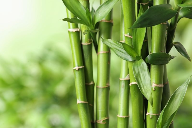 World Bamboo Day; Bamboo is the panacea for the problem of global warming | जागतिक बांबू दिन; ग्लाेबल वार्मिंगच्या समस्येवर बांबू हे रामबाण औषध