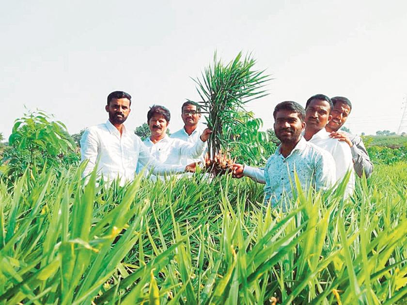 The farmers of Tambewadi earned as much as 45 crores from the production ginger | पारंपरिक पिकांना फाटा, अद्रक उत्पादनातून तांबेवाडीच्या शेतकऱ्यांनी कमावले तब्बल ४५ कोटी