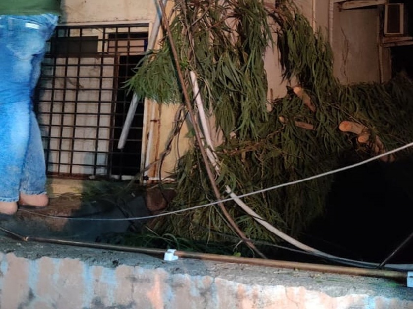 A major accident was averted; An oxygen leak caused by a tree falling on a pipe moved 14 patients elsewhere in parbhani | मोठी दुर्घटना टळली; पाईपवर झाड पडल्याने ऑक्सिजन गळती, १४ रुग्णांना इतरत्र हलवलं