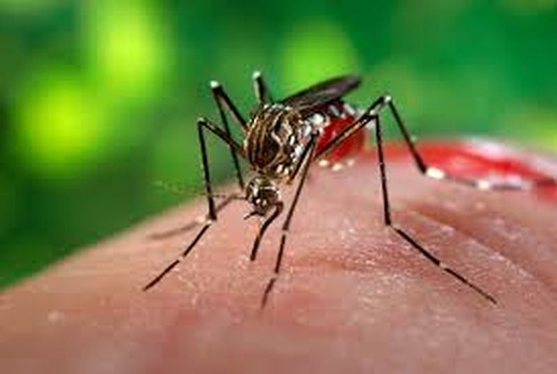 Plasmodium aedes mosquito decreases | ‘प्लाझमोडियम’, ‘एडीस’चे प्रमाण घटले!