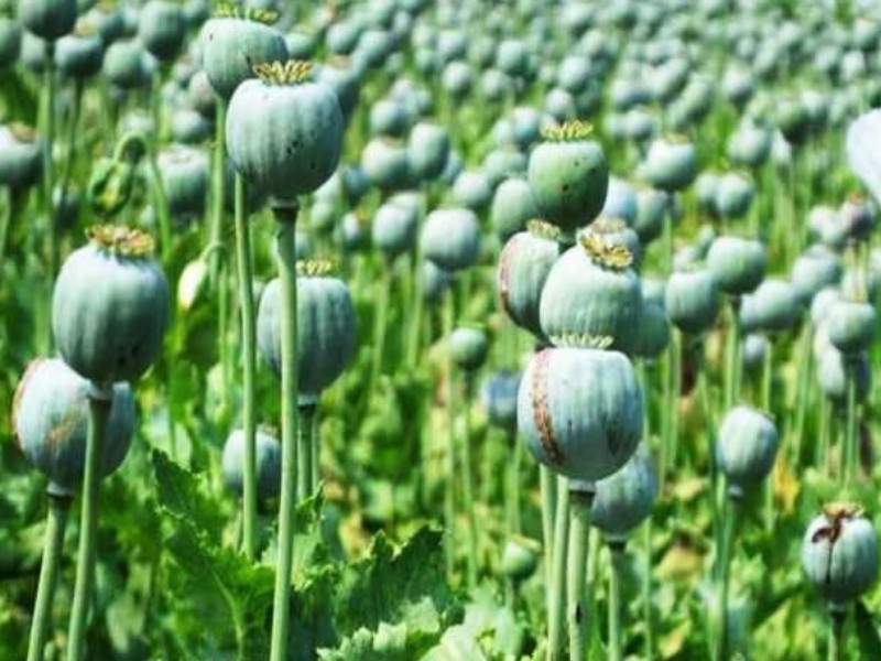 Cultivation of opium in onion and garlic fields in Mavadi too 76 thousand 38 kg of opium seeds seized | मावडीतही कांदा आणि लसुणाच्या शेतात अफुची लागवड; ७६ हजारांची ३८ किलो अफुची बोंडे जप्त