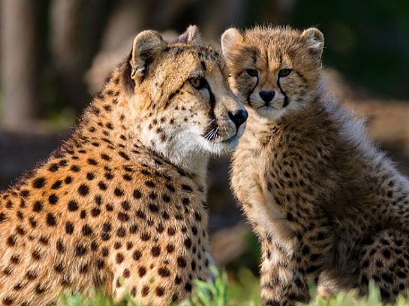 African Cheetah will run again after 73 years in India | भारतात तब्बल ७३ वर्षांनंतर पुन्हा धावणार आफ्रिकेचा चित्ता