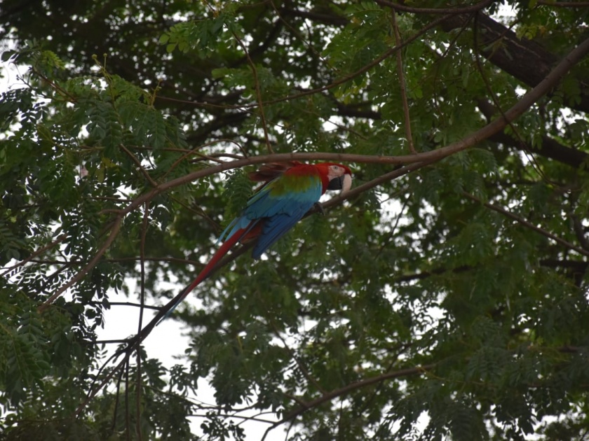 Government agencies finally fail to catch macaw parrots | तो आफ्रिकन मकाऊ पोपट पकडण्यात शासकीय यंत्रणेला अपयश