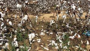 After cotton crop should not be taken! - Advice from Department of Agriculture | फरदडीचा  कापूस घेऊ नये! - कृषी विभागाचा सल्ला