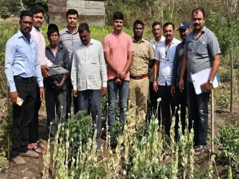 14 kg opium pods in onion cultivation in Kirkatwadi on Sinhagad road Both arrested | सिंहगड रस्त्यावरील किरकटवाडीत कांद्याच्या शेतीत १४ किलो अफूची बोंडे; दोघांना अटक