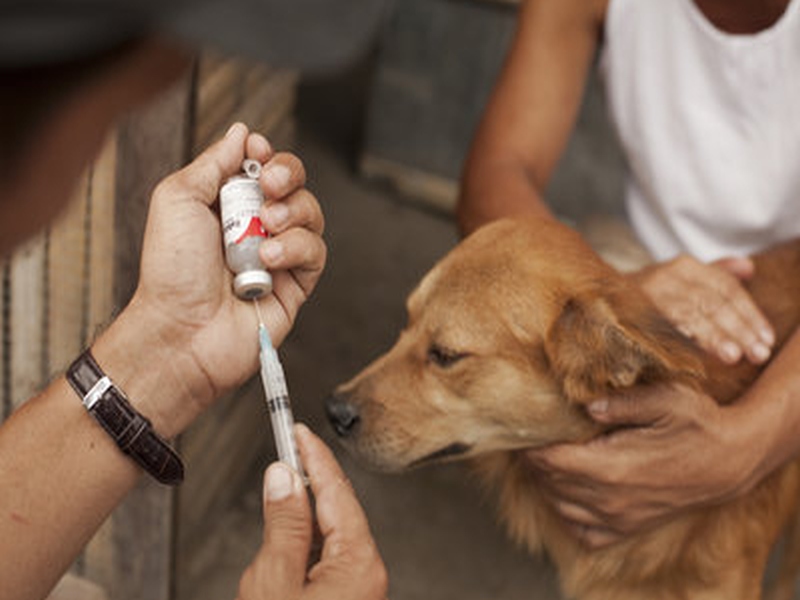 Vaccination of 3493 stray dogs in Rabies Prevention Vaccination Campaign | रेबीज प्रतिबंधात्मक लसीकरण मोहिमेत ३४९३ भटक्या श्वानांना लस 