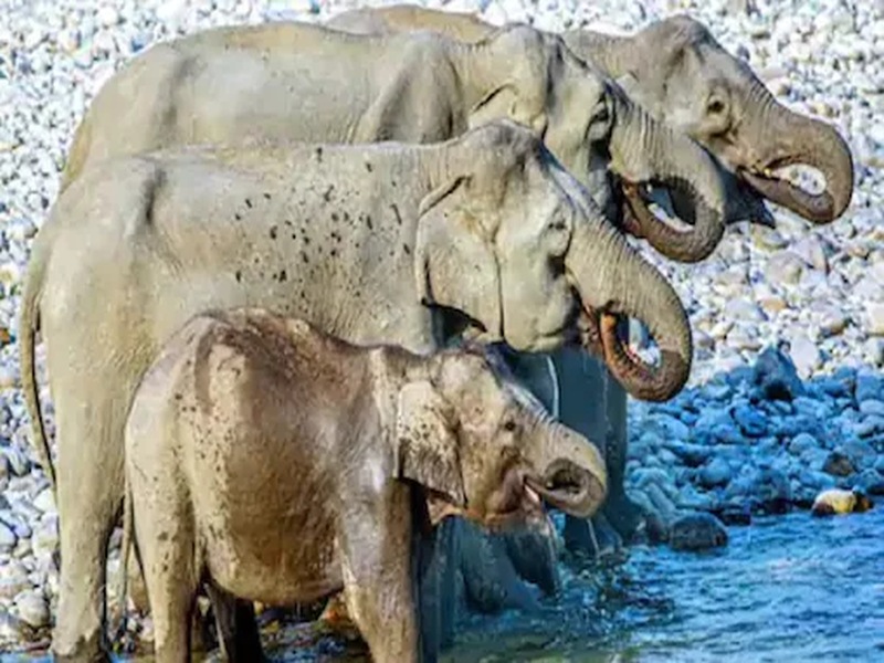 There are 6 elephants in this photo, not 4; A photo is currently going viral | भले भले शोधून थकले! 'या' फोटोत ४ नाही, तर ६ हत्ती आहेत; तुम्हाला किती दिसताहेत?