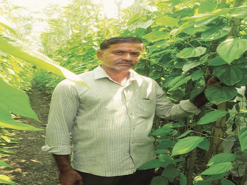 Economic progress achieved through leaf farming | पानमळ्यातून साधली आर्थिक उन्नती