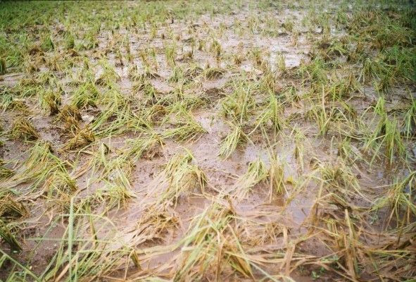 Over 26,000 hectares of area damage due to heavy rainfall and floods | अतिवृष्टी व पुरामुळे २६ हजार हेक्टर क्षेत्राचे नुकसान