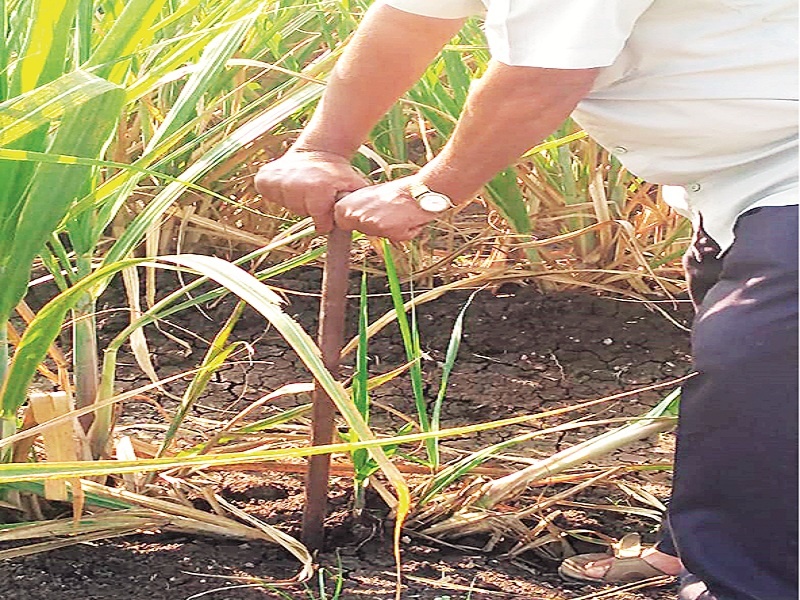 Smart Pahar developed by farmers to give sugarcane fertilizer | उसाला खत देण्यासाठी शेतकऱ्यांनी विकसित केली स्मार्ट पहार