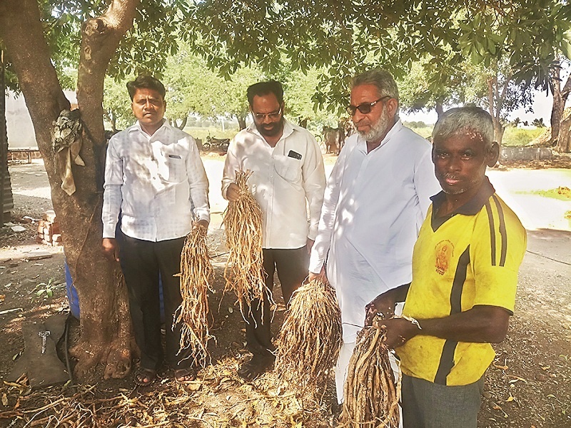 The farmers of Karakal gave new options to sugarcane and earned them Rs 9 lakh per aikar from Shatawari | कारकलच्या शेतकऱ्यांनी ऊस शेतीला नवा पर्याय देत शतावरीपासून मिळवले एकरी ९ लाखांचे उत्पन्न