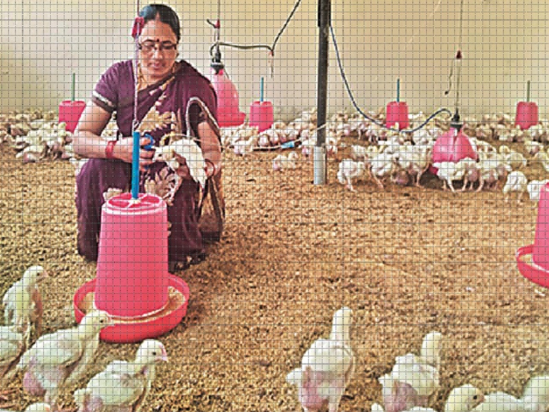 Millennial turnover of women farmers from poultry business | कुक्कुटपालन व्यवसायातून महिला शेतकऱ्याची लाखोची उलाढाल  