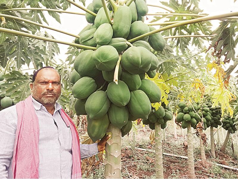 got fruitful income from fruit farming on unsed land | पडीत माळरानावर फळबाग फुलवून घेतले विक्रिमी उत्पन्न 