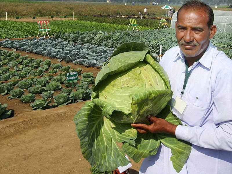  Sangli: District Agriculture Festival should be successful by keeping the co-ordination between Agriculture Agencies: Kalam | सांगली : कृषि यंत्रणांनी परस्पर समन्वय राखून जिल्हा कृषि महोत्सव यशस्वी करावा : काळम