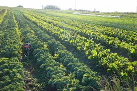 46 organic agricultural groups will selected in Washim district | वाशिम जिल्ह्यात ४६ सेंद्रिय शेती गटांची होणार निवड
