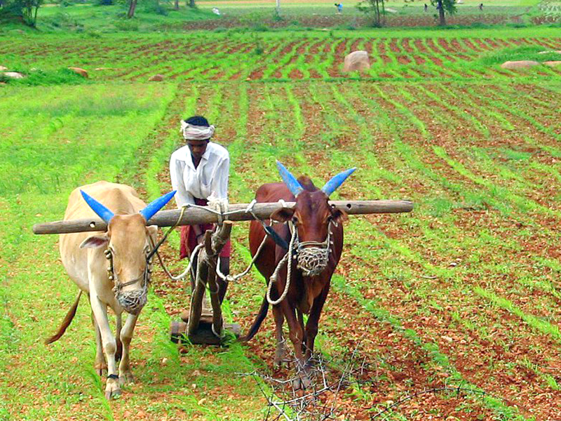 coronavirus: Farmers in 5 districts of Maharashtra including Jalna will sell agricultural produce directly from the dam | coronavirus: जालन्यासह महाराष्ट्राच्या ५ जिल्ह्यांतील शेतकरी थेट बांधावरून विकणार शेतीमाल