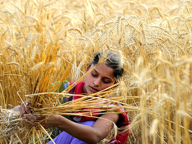My Agriculture Scheme : Jijamata Krishi Bhushan Award | माझी कृषी योजना : जिजामाता कृषिभूषण पुरस्कार 