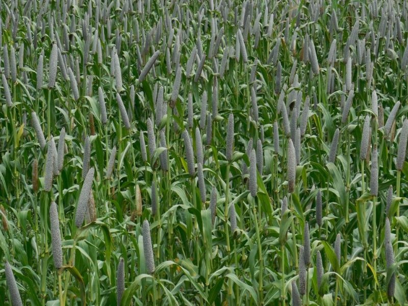 Research development by Bharatiya Rice Research Center in Dhule | धुळ्यातील बाजरी संशोधन केंद्राने केले तीन वाण विकसित