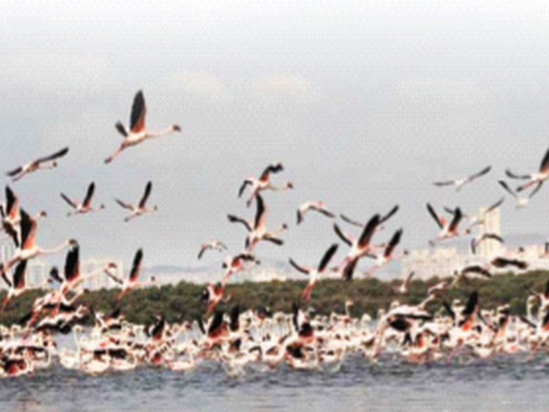 Thane Bay is safe for birds; Mumbai, more preferred than Uran | ठाण्याची खाडी ठरतेय पक्ष्यांसाठी सुरक्षित; मुंबई, उरणपेक्षा अधिक पसंती