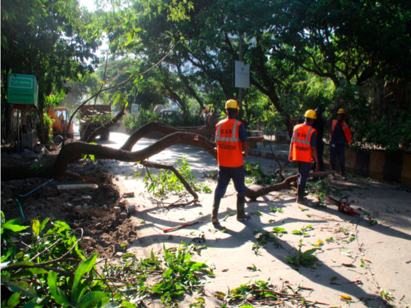 In Thane, 585 trees fell in eight months | ठाण्यात आठ महिन्यांत पडली ५८५ झाडे; मुसळधार पावसाचा तडाखा