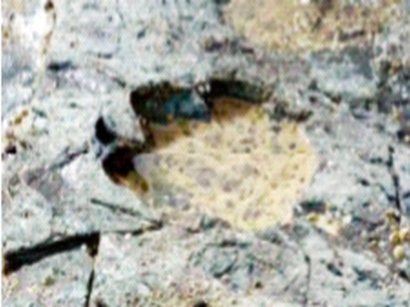 Dinosaur footprints 110 million years ago; The researchers claimed | डायनासोरचे ११ कोटी वर्षांपूर्वीचे पायाचे ठसे; संशोधकांनी केला दावा