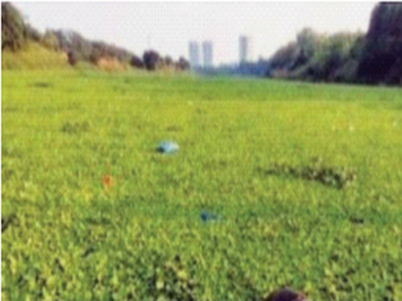 The Ulhas River is again surrounded by water hyacinths | उल्हास नदीला पुन्हा जलपर्णीचा वेढा; नदीत सोडले जातेय प्रदूषित पाणी