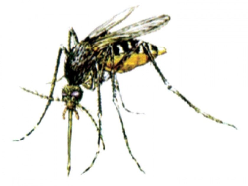 Mosquito breeding has increased in Vasai-Virar Municipal Corporation area during Corona period! | वसई-विरार महानगरपालिका क्षेत्रात कोरोनाकाळात वाढली डासांची पैदास! 