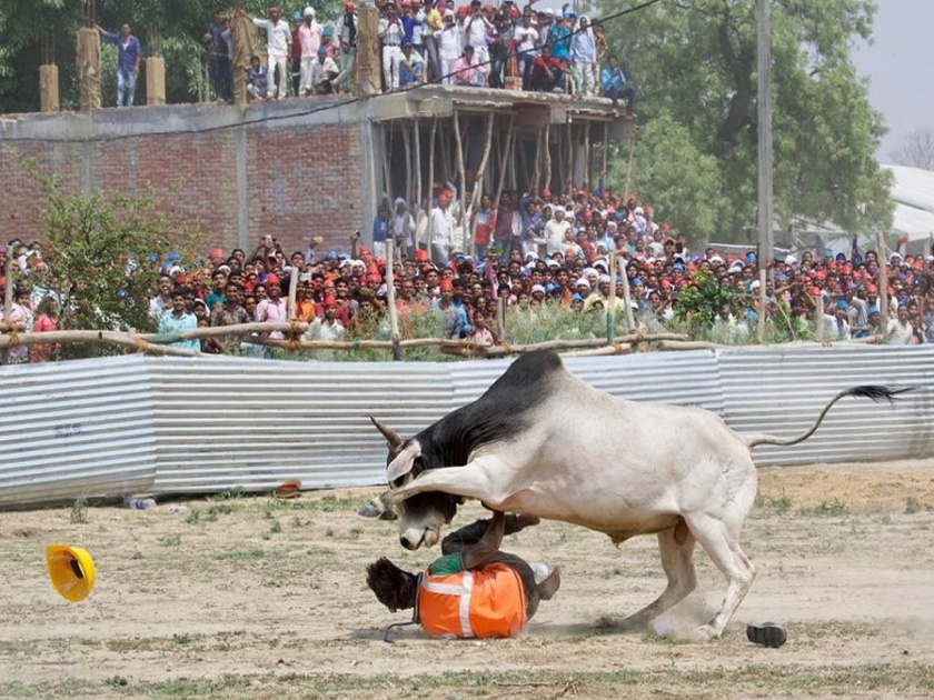 Akhilesh, Mayavati's Rally in Kannauj : bull entered in helipad, two injured | अखिलेश-मायावतींचं हेलिकॉप्टर उतरताना वळू बुजला, एकेकाला मारत पळत सुटला!