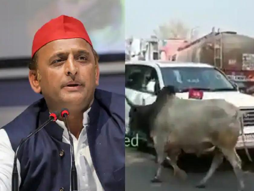 akhilesh yadav on stray animal issue, attacks on yogi govt | Akhilesh Yadav : 'सफ़र में सांड तो मिलेंगे, जो चल सको तो चलो…', व्हिडिओ शेअर करत अखिलेश यादवांचा योगी सरकारवर निशाणा
