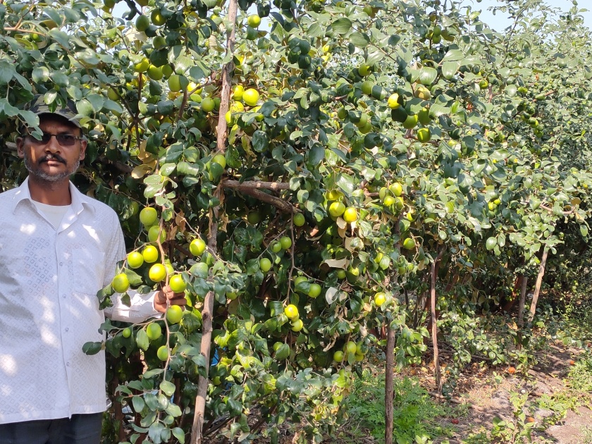 A farmer finds a way of prosperity by Apple Bery | ॲप्पल बोर शेतीतून शोधला उन्नतीचा मार्ग!