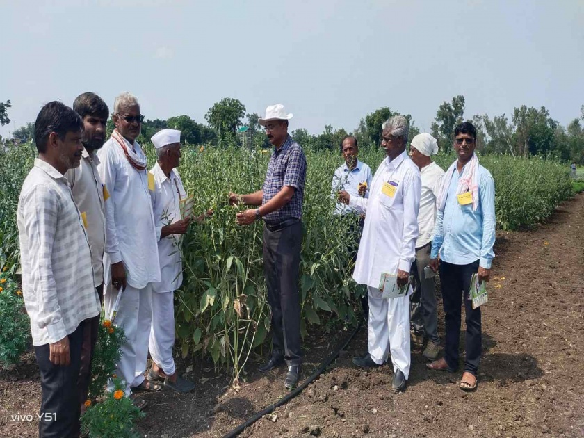 Dr. Panjabrao Deshmukh Agricultural University's Shiwar round begins | डॉ. पंजाबराव देशमुख कृषी विद्यापीठाच्या शिवार फेरीला सुरुवात