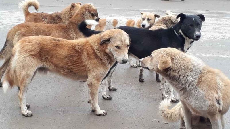 The corporation rushed for the collection of stray dogs | भटक्या श्वानांच्या बंदाेबस्तासाठी मनपा सरसावली