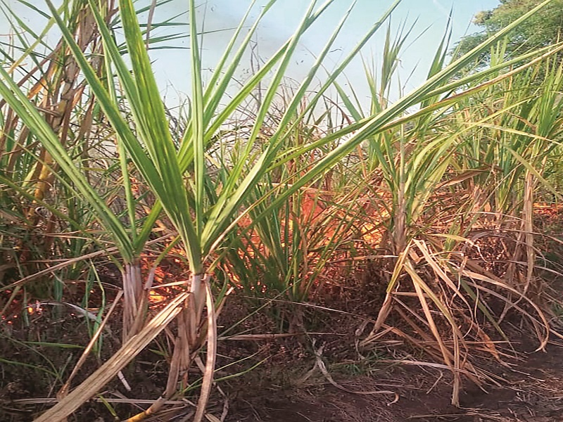 Three and a half acres of sugarcane dust | साडेतीन एकर ऊस खाक