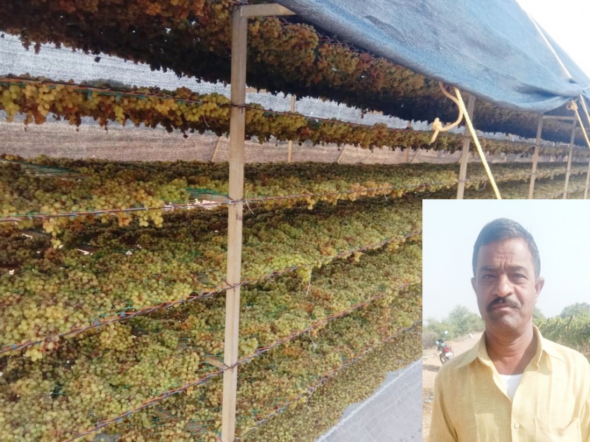 3 days ... 5 tonnes of grapes produced and earned 3 lakhs | १३० दिवस... १४ टन द्राक्षांचे उत्पादन अन् मिळविले २६ लाखांचे उत्पन्न