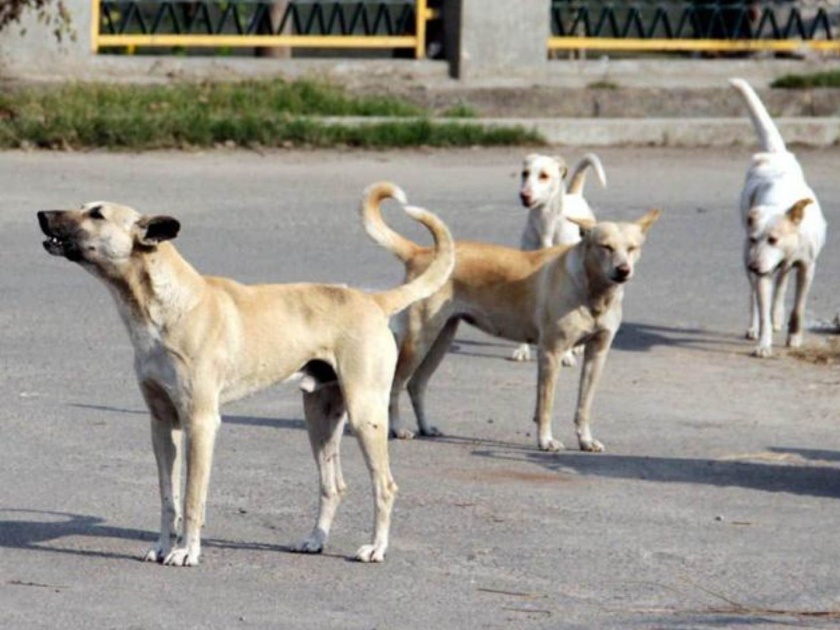 alibaug sterilization surgery for dogs in the district initiative of raigad zilla parishad | जिल्ह्यातील कुत्र्यांची होणार निर्बीजीकरण शस्त्रक्रिया; रायगड जिल्हा परिषदेचा पुढाकार