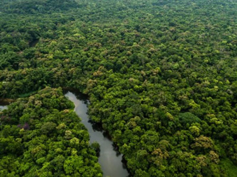 The Amazon could spread an epidemic through the jungle, environmentalists warn | अमेझॉन जंगलातून फैलावू शकते महामारी, पर्यावरणतज्ज्ञांचा इशारा