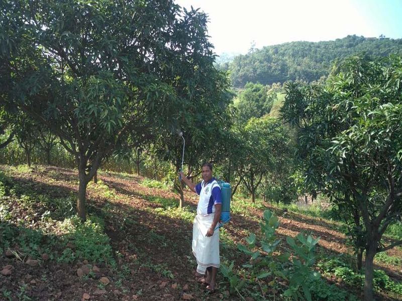 Satpuradaya started the watch of mango season | सातपुडय़ाला लागले आंबा हंगामाचे वेध