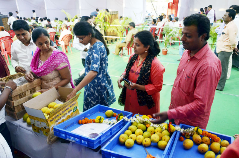 Mango Festival inaugurated, Mango producer Solapur in the state | आंबा महोत्सवाचे उदघाटन, राज्यातील आंबा उत्पादक सोलापूरात