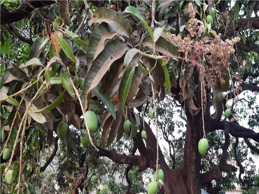 Possibility of cyclone in Bay of Bengal, crisis on mango growers in Konkan | बंगालच्या उपसागरात चक्रीवादळाची शक्यता, कोकणातील आंबा बागायतदारांवर संकट