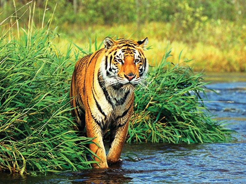 In the Ambabarwa sanctuary, four tigers and six leopards live | अंबाबरवा अभयारण्यात चार वाघ, तर सहा बिबट्यांचे वास्तव्य