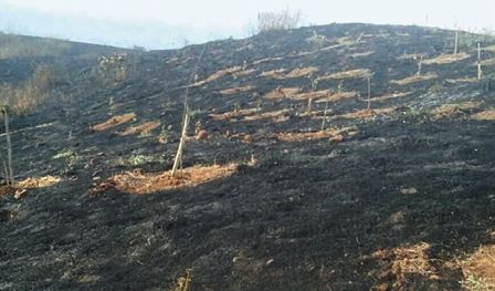 20 thousand trees in Ambarnath were burnt by firebrand victims, villagers and charred trees | अंबरनाथमध्ये वीस हजार झाडे आगीच्या भक्षस्थानी, समाजकंटकांनी जाळली झाडं