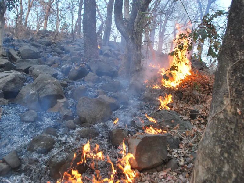 How can protect from the fire of Ambazari forest? High court asked | अंबाझरी वनाचे आगीपासून कसे संरक्षण करता येईल? हायकोर्टाची विचारणा