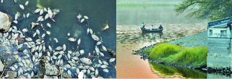 Fish death due to reduced oxygen content in Ambazari lake | अंबाझरी तलावातील ऑक्सिजनची मात्रा कमी झाल्याने माशांचा मृत्यू