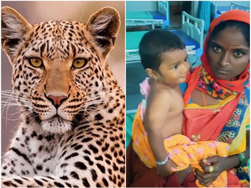 The mother is the mother Suppressing the leopard mouth saving the 8 month-old stomach bullet! | आई ती आईच; बिबट्याचं तोंड दाबून धरलं, ८ महिन्यांच्या पोटच्या गोळ्याला वाचवलं!