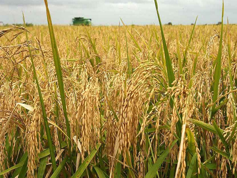 Ambemohor rice known as Maval is on the verge of extinction pune latest news | मावळची ओळख असलेला आंबेमोहोर तांदूळ नामशेष होण्याच्या मार्गावर..!