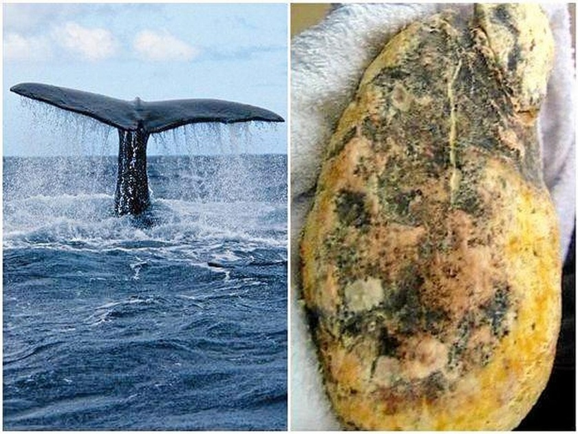 Why is sperm whale vomit so valuable? Know interesting facts | व्हेल माशाच्या उलटीला समुद्रात तरंगतं सोनं का म्हटलं जातं? का कोट्यवधी किंमत मिळते?