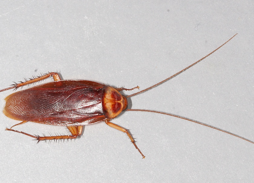 cockroaches go back- science experiment. | झुरळांनो चले जाव...